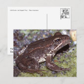 Kikker/Briefkaart Briefkaart (Voorkant / Achterkant)
