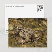Kikker/Briefkaart Briefkaart (Voorkant / Achterkant)