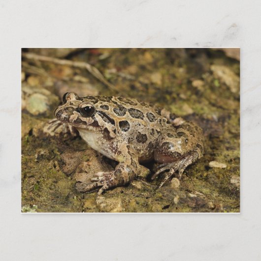 Kikker/Briefkaart Briefkaart (Voorkant)