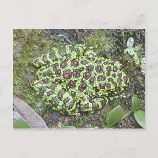 Kikker/Briefkaart Briefkaart (Voorkant)