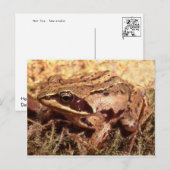 Kikker/Briefkaart Briefkaart (Voorkant / Achterkant)