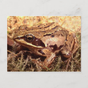 Kikker/Briefkaart Briefkaart