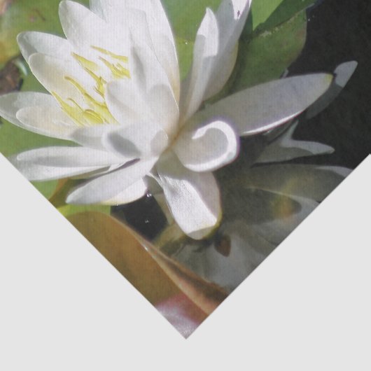 Kikker die water Lily ontkoppelt Tissuepapier (Detail)