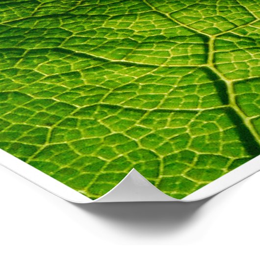 Kikker door Johannes Stötter Poster (Hoek)