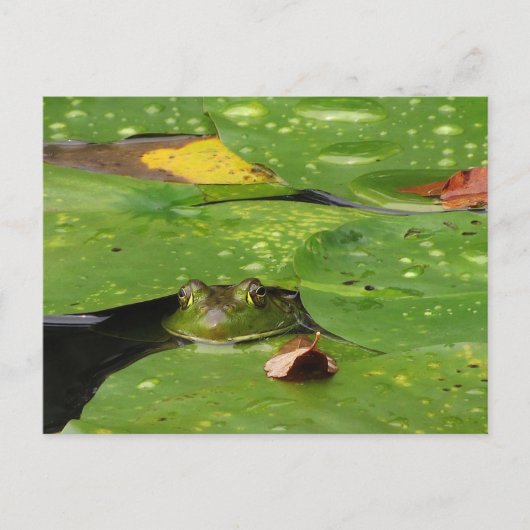 Kikker en Lily Pads Briefkaart (Voorkant)