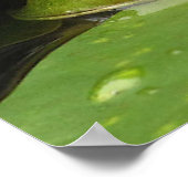 Kikker en Lily Pads Poster (Hoek)