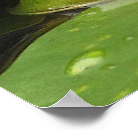 Kikker en Lily Pads Poster (Hoek)