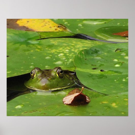 Kikker en Lily Pads Poster (Voorkant)