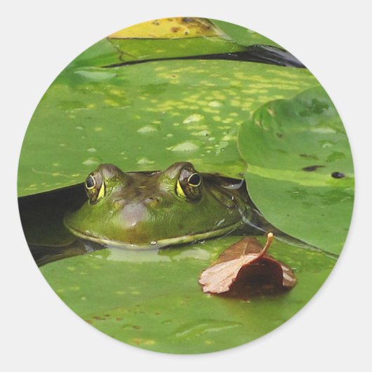 Kikker en Lily Pads Ronde Sticker (Voorkant)