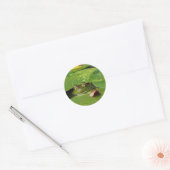 Kikker en Lily Pads Ronde Sticker (Envelop)