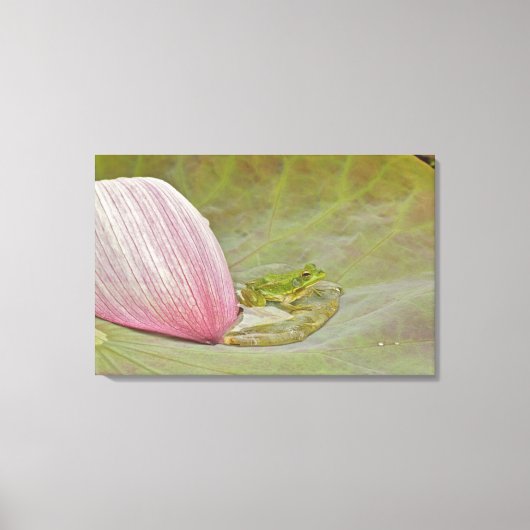 Kikker- en lotusbloempitaal, China Canvas Afdruk (Voorkant)