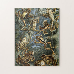 Kikker en pad Ernst Haeckel  Legpuzzel