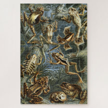 Kikker en pad Ernst Haeckel 