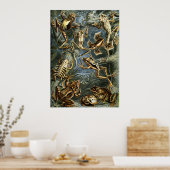 Kikker en pad Ernst Haeckel  Poster (Keuken)