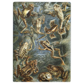 Kikker en pad Ernst Haeckel vintage Klembord (Achterkant)