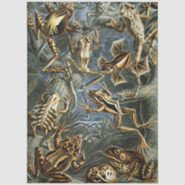 Kikker en pad Ernst Haeckel vintage Tissuepapier