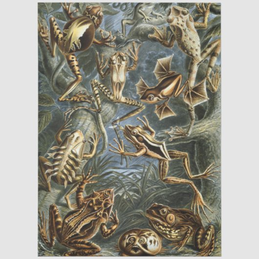 Kikker en pad Ernst Haeckel vintage Tissuepapier (Voorkant)
