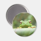 Kikker Eyes Magnet (Voorkant / Achterkant)