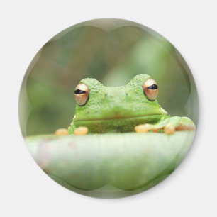 Kikker Eyes Magnet