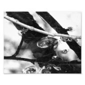 Kikker Foto BW Afdruk (Voorkant)