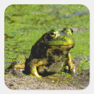 Kikker Grote Stickers