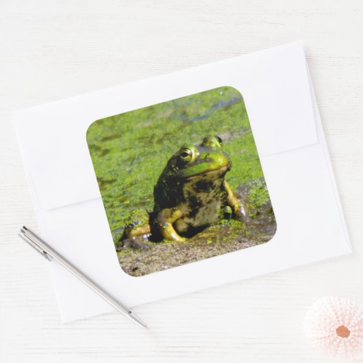 Kikker Grote Stickers (Envelop)