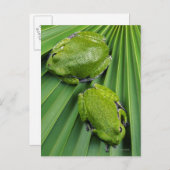 Kikker (hyla gratiosa) briefkaart (Voorkant / Achterkant)