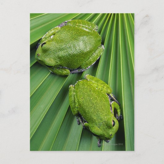 Kikker (hyla gratiosa) briefkaart (Voorkant)
