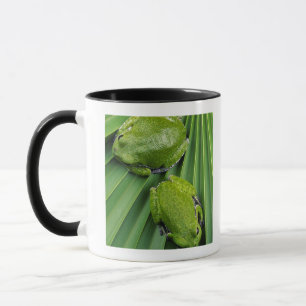 Kikker (hyla gratiosa) mok