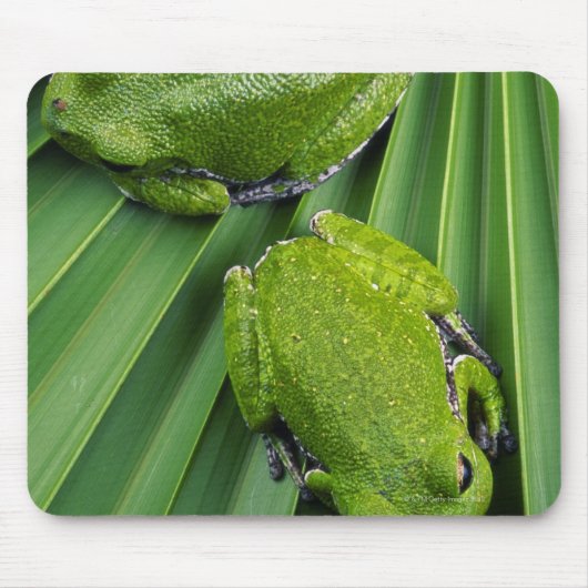Kikker (hyla gratiosa) muismat (Voorkant)