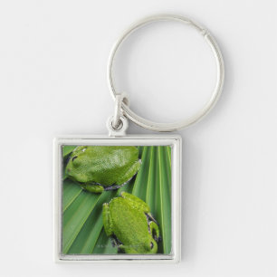 Kikker (hyla gratiosa) sleutelhanger