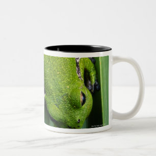Kikker (hyla gratiosa) tweekleurige koffiemok