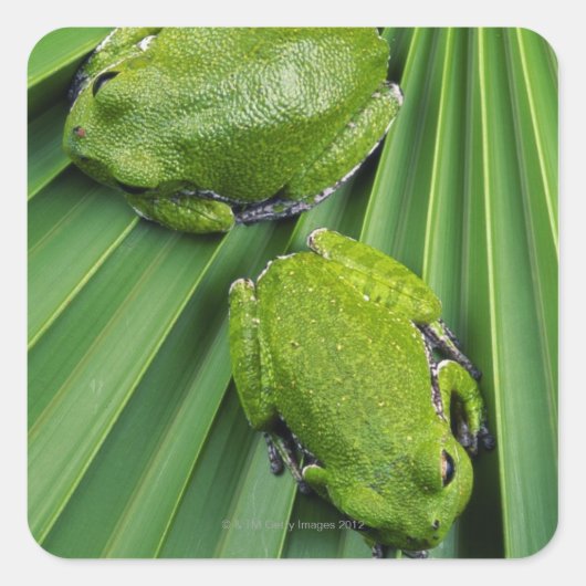 Kikker (hyla gratiosa) vierkante sticker (Voorkant)