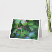 Kikker in blad vijver portret kaart (Voorkant)