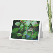 Kikker in Bladerrijke Vijver Portret Kaart (Voorkant)