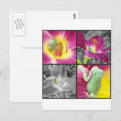 Kikker in bloemkolg briefkaart (Voorkant / Achterkant)