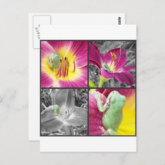 Kikker in bloemkolg briefkaart (Voorkant / Achterkant)