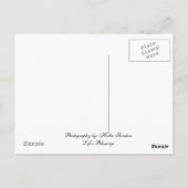 Kikker in bloemkolg briefkaart (Achterkant)