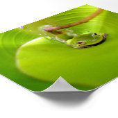 Kikker in een bananenblad poster (Hoek)