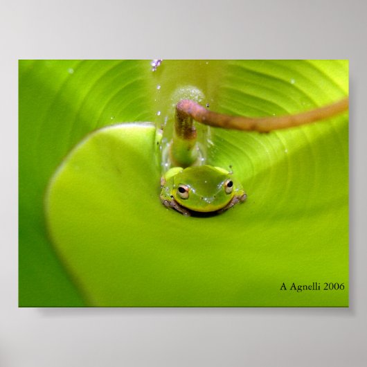 Kikker in een bananenblad poster (Voorkant)