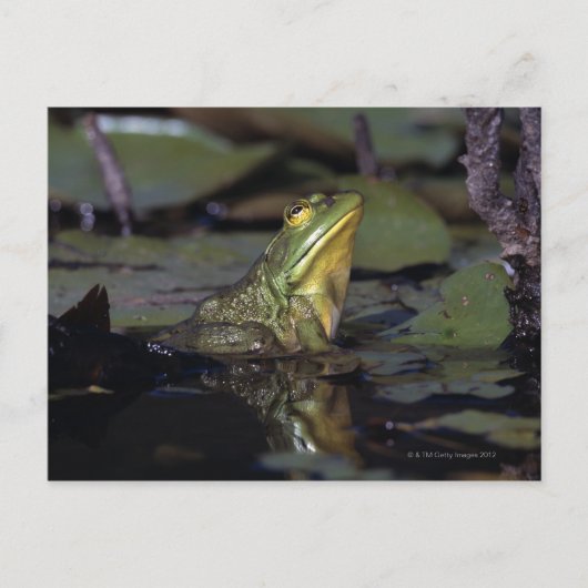 Kikker in een vijver briefkaart (Voorkant)