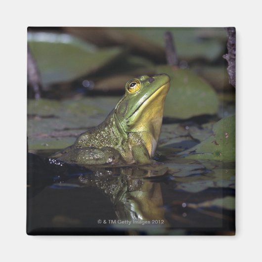 Kikker in een vijver magneet (Voorkant)