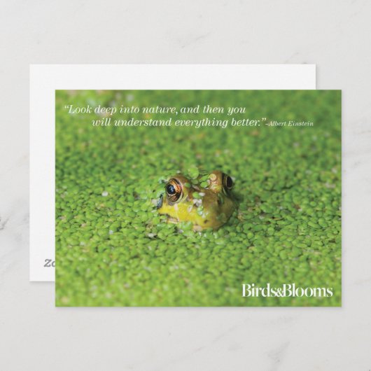 Kikker in groene algen briefkaart (Voorkant / Achterkant)