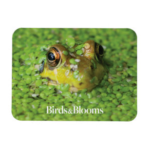 Kikker in groene algen magneet