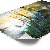 Kikker in het onkruid Print Foto Afdruk (Hoek)