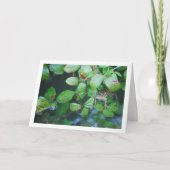 Kikker in het portret van een lafond kaart (Voorkant)