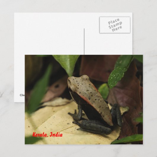 Kikker in Kerala, India Briefkaart (Voorkant / Achterkant)
