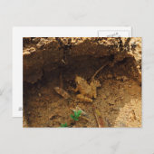 Kikker in Pleasanton, Texas Briefkaart (Voorkant / Achterkant)