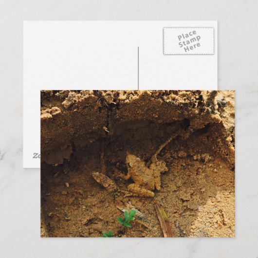 Kikker in Pleasanton, Texas Briefkaart (Voorkant / Achterkant)