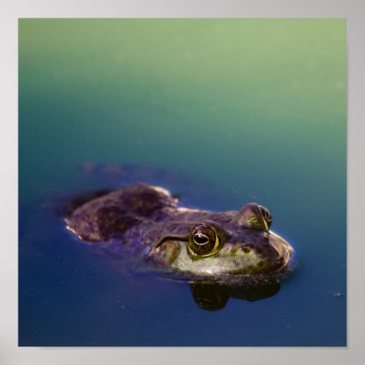 Kikker in water groene kikkerogen poster (Voorkant)